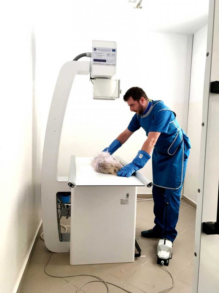 radiologie-veterinara