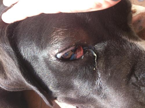 exemplu de conjuctivita la caine