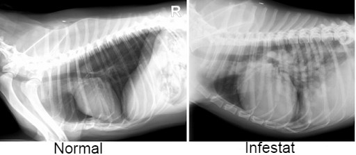 radiografie dirofilarioza