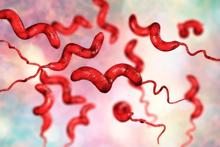 campylobacteriosis pisci