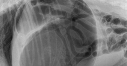 torsiune gastrica stomac caine radiografie
