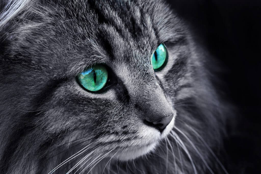 grinning Exclude Foster parents Anatomia ochiului pisicii - cum poate vedea pisica noaptea - Westernvet
