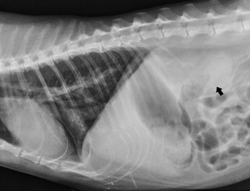 ecografie-pancreatita-pisica
