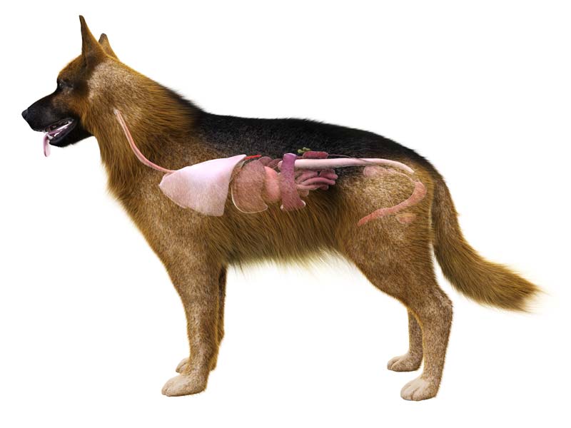 gastropexia la caini - ce este si prin ce tehnici se poate face