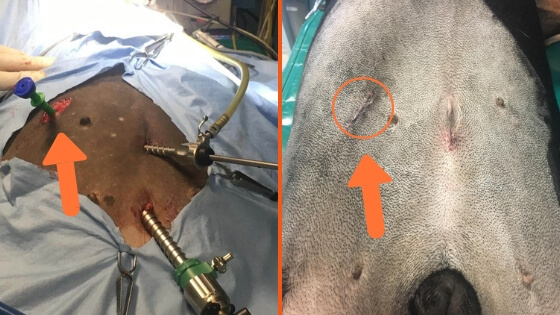 interventie laparo asistata gastropexie