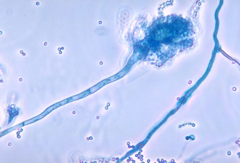 ciuperca aspargiloza caine