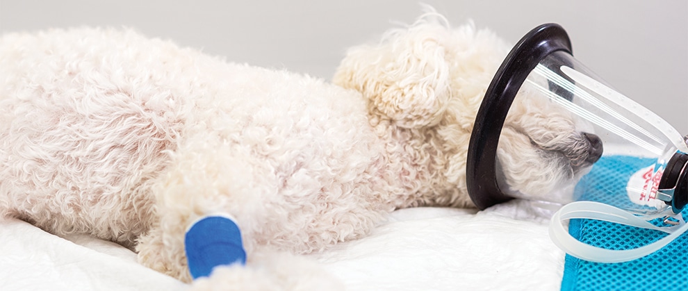 pneumotorax la caini si pisici ce este si cum se trateaza