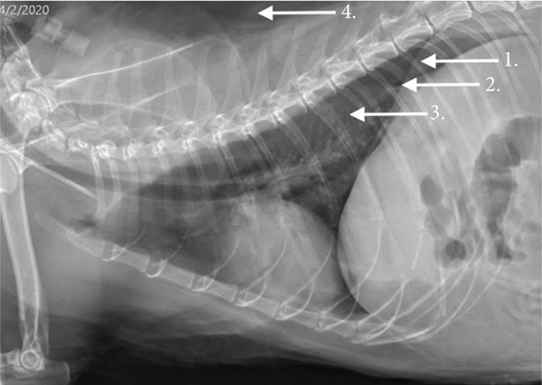 pneumotorax la caini si pisici
