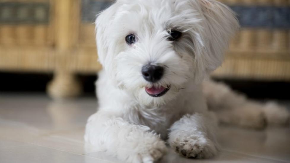 Displazia lobului hepatic la caini