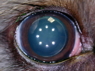 cum se diagnosticheaza glaucomul la caini