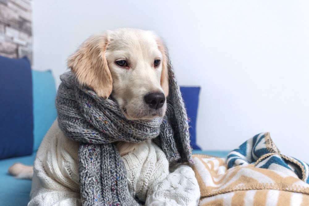 caine ce sufera de parainfluenta canina