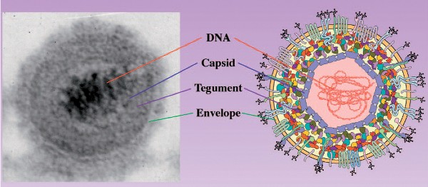 imagine cu virusul Aujeszky la caini si pisici