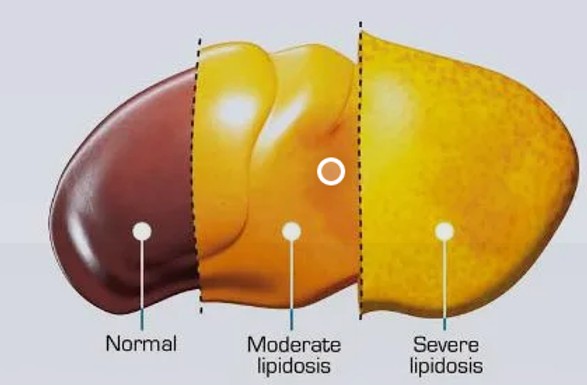 lipidoza hepatica la pisici