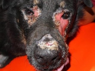 simptome lupus la caini 