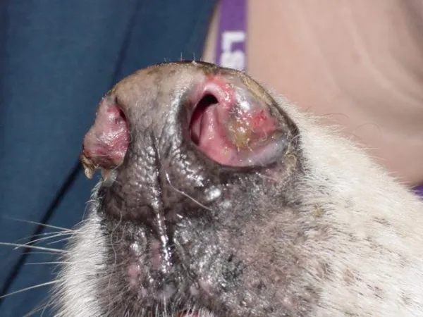 simptome lupus la caini