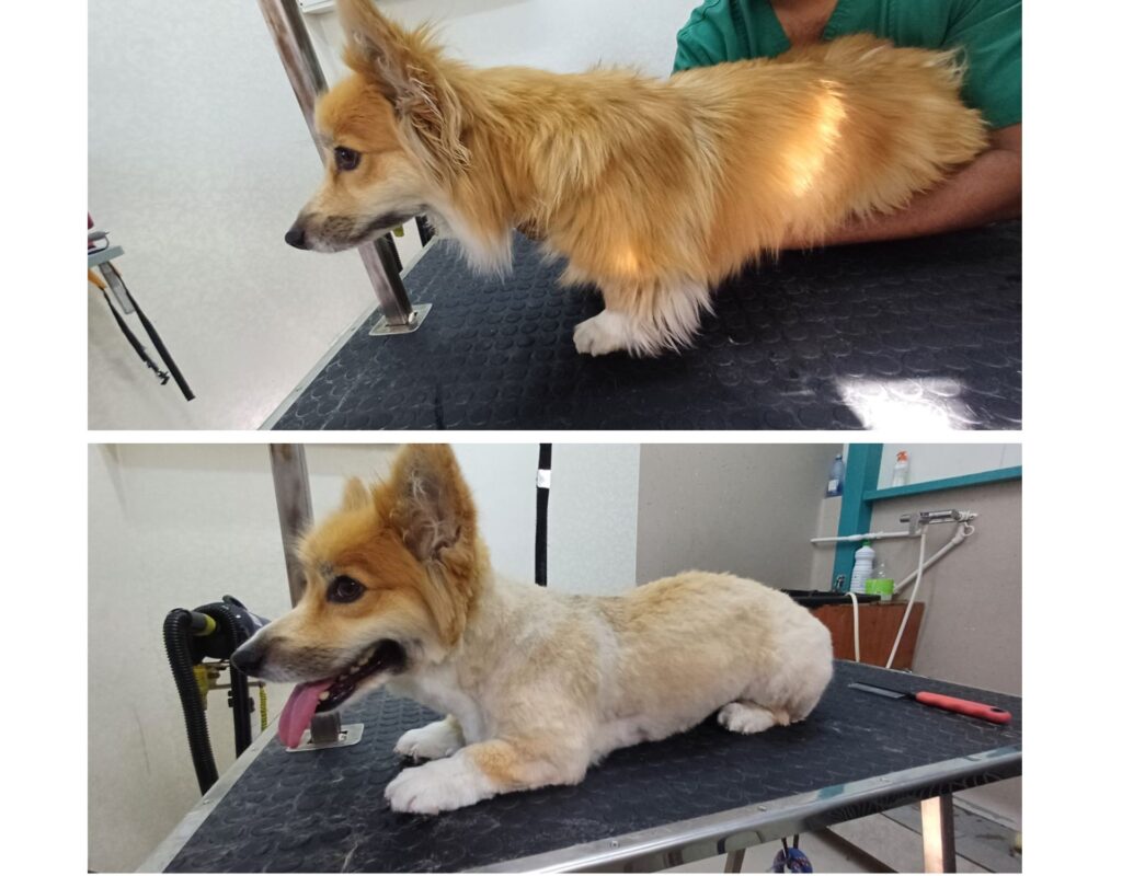 Kiara,o catelusa din rasa Corghi