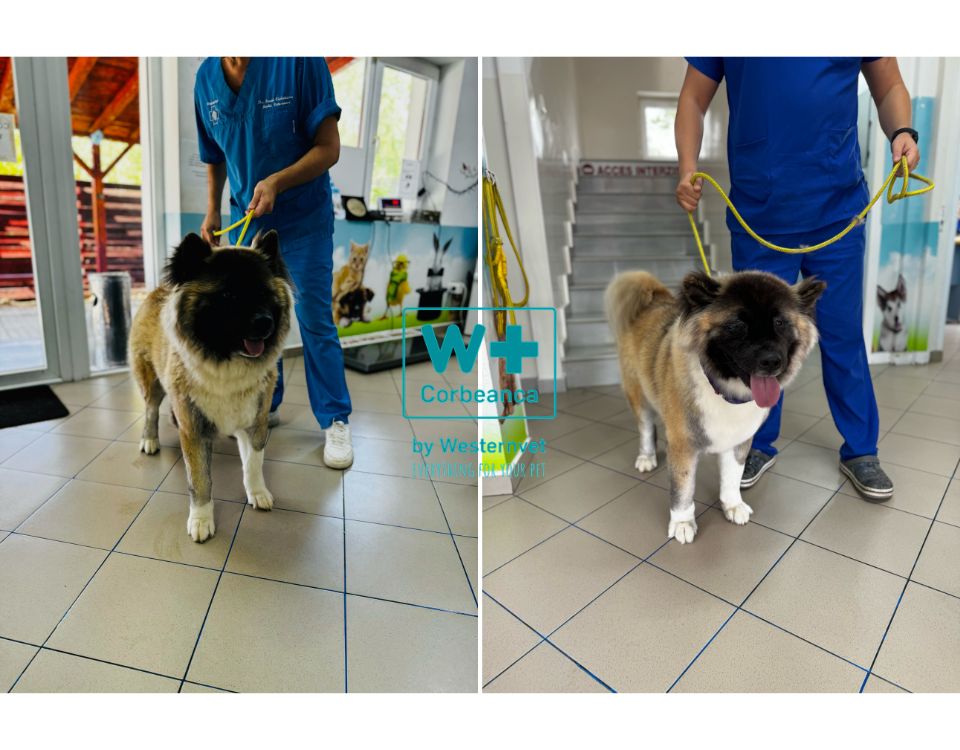 Sara, Akita Inu femela